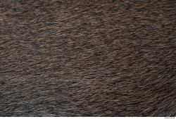 Photo Textures of Animal Skin